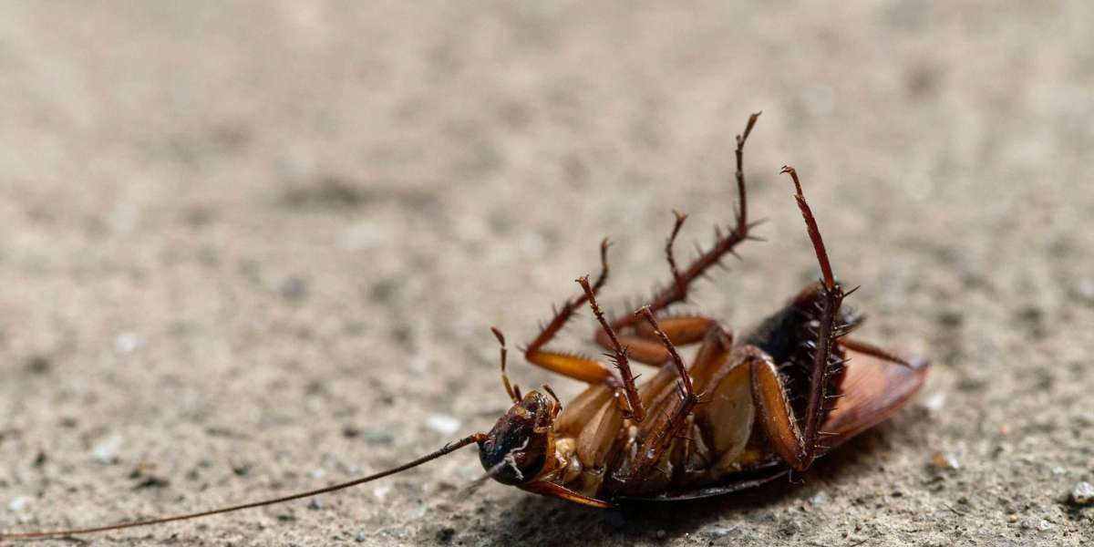 Reliable Cockroaches Control Dubai to Eliminate Hidden Infestations
