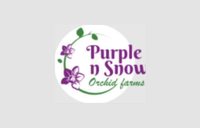 Purplen Snow Profile Picture