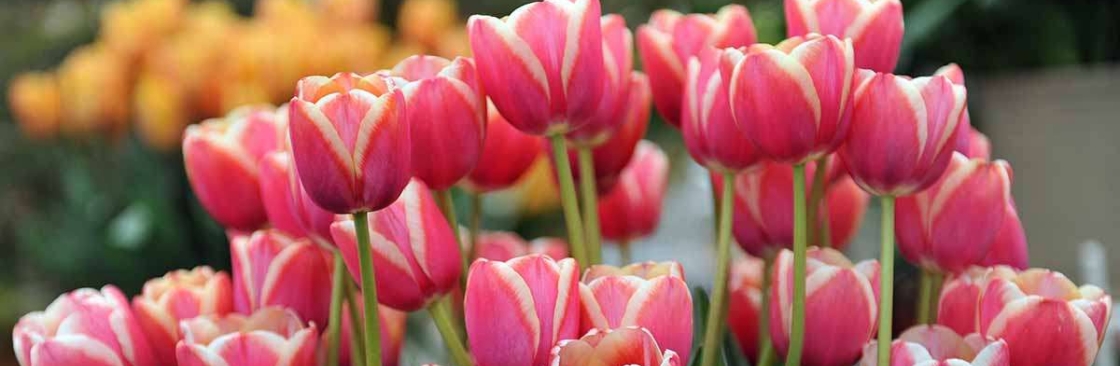 Світлана Анатоліївна Cover Image