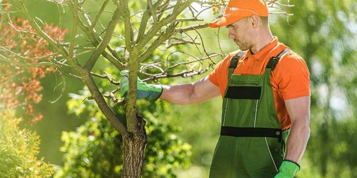 Tree Removal Service Spokane WA – Professional, Safe & Affordable Tree Care