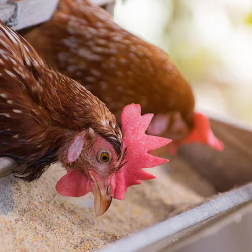 Feed Enzyme Manufacturer & Supplier