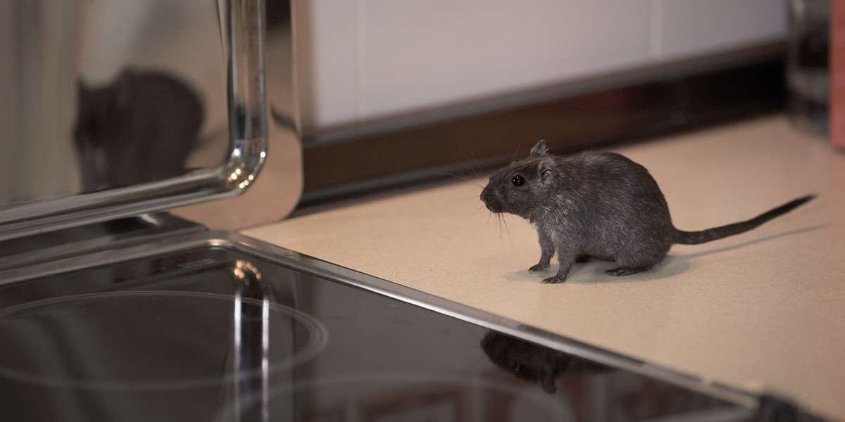 Pest Control Maidenhead | Pest Control Hayes | Pest Control Eton