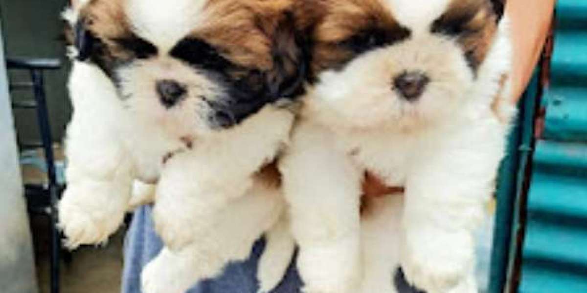 Dehradun pet shop