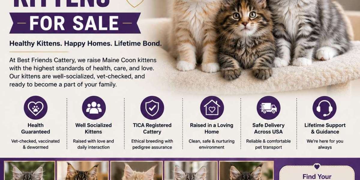 Finding Your Perfect Healthy Maine Coon Kitten With Trusted Care Today